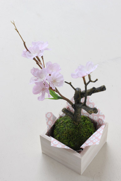 sakura-bonsai-9